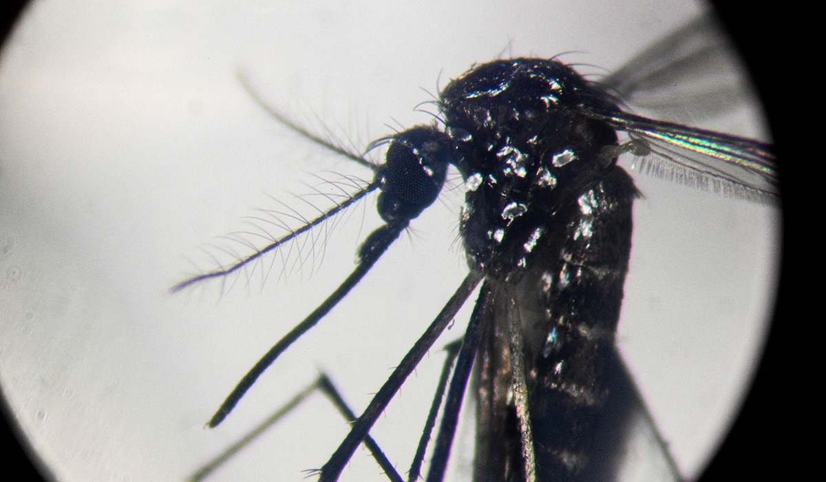 Nyamuk Aedes aegypti.