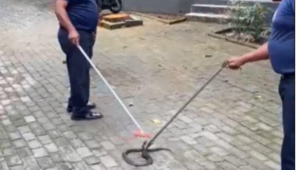 Petugas damkar menangkap ular kobra.