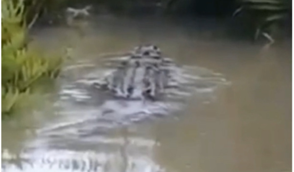 Petugas Buru Buaya Muara Besar yang Resahkan Warga Medan