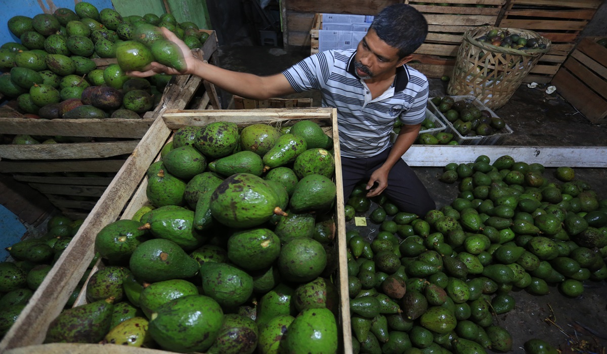 Petani menyortir buah alpukat seusai panen di kebun miliknya di Desa Simpang Balek, Kecamatan Wih Pesam, Bener Meriah, Aceh.