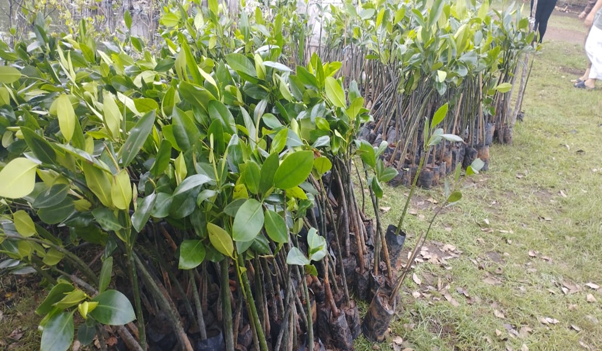 Bibit mangrove