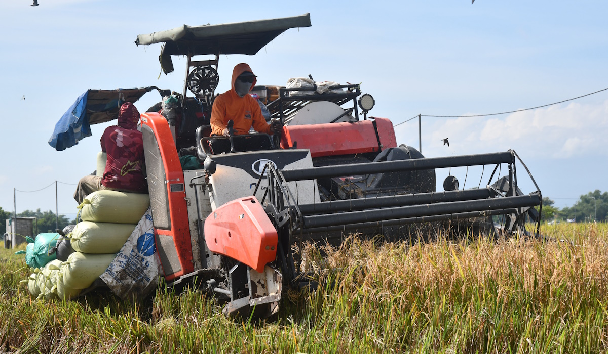 Pekerja memanen gabah menggunakan mesin di Bagi, Kabupaten Madiun, Jawa Timur