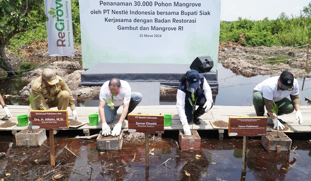 Penanaman 30 ribu mangrove di Kabupaten Siak oleh Nestle bekerja sama dengan BRGM.