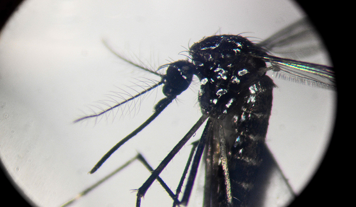 Nyamuk Aedes aegypti.