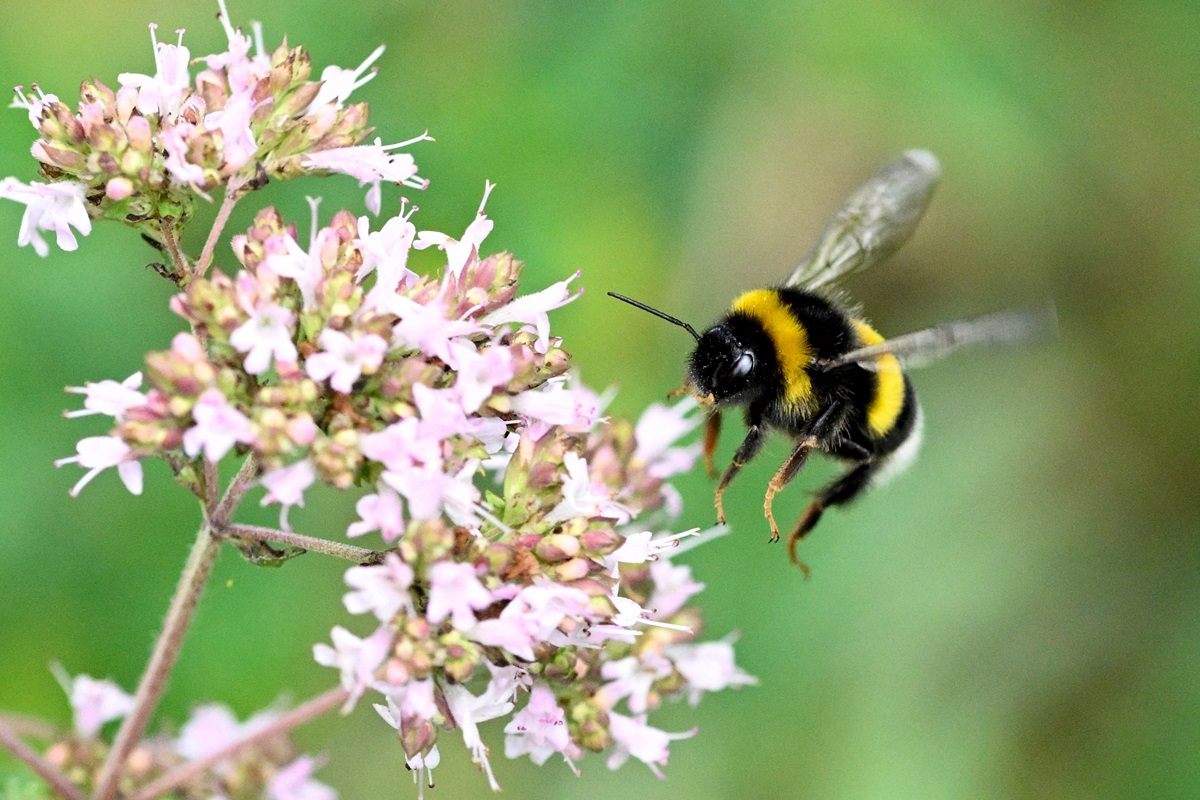 Sebuah studi baru menunjukkan lebah bumblebee dapat bertahan hidup dalam air selama beberapa hari. 