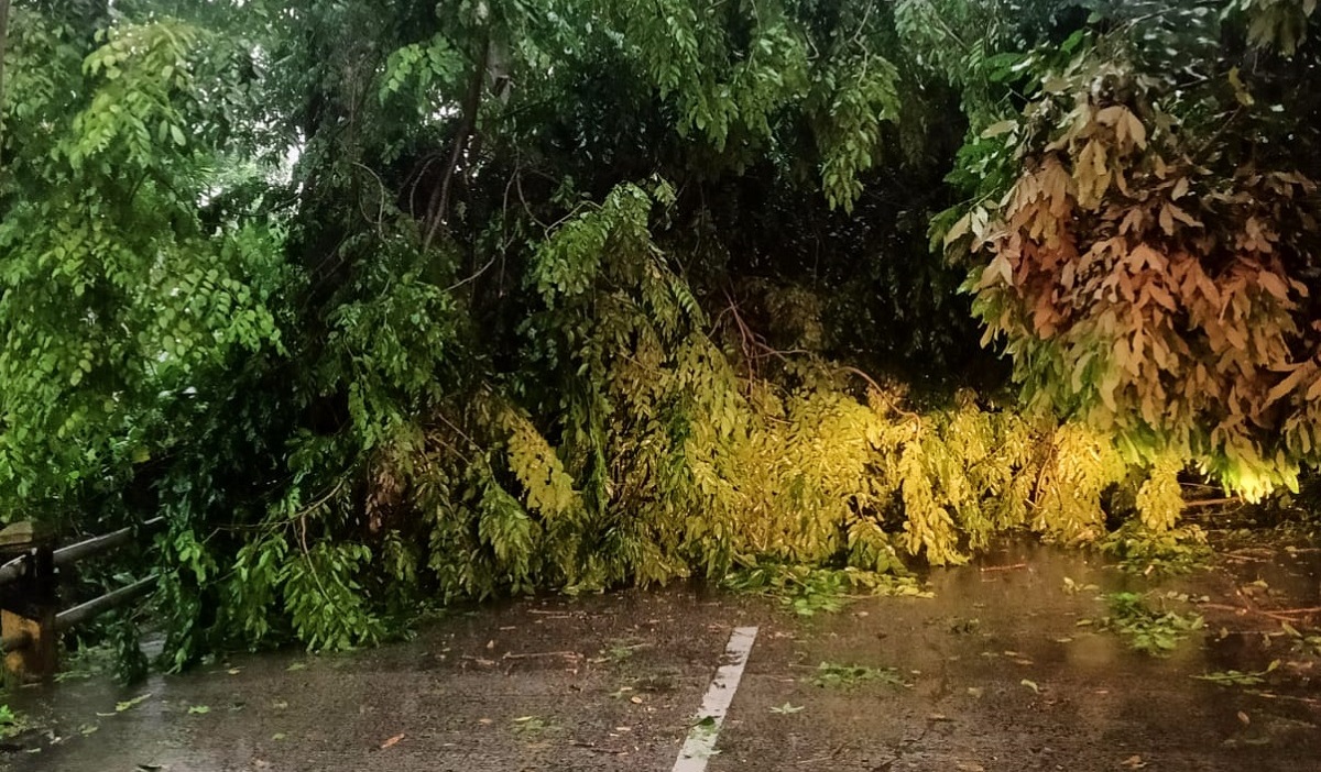 Puluhan Pohon Tumbang di Depok Macetkan Arus Kendaraan