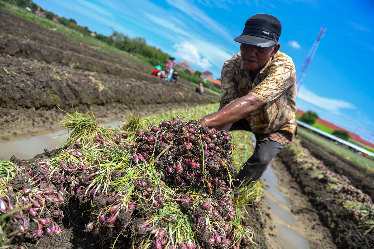 Petani memanen bawang merah di Brebes, Jawa Tengah, Sabtu (6/1/2024). Badan Pusat Statistik (BPS) menyebutkan adanya tanda-tanda tren kenaik