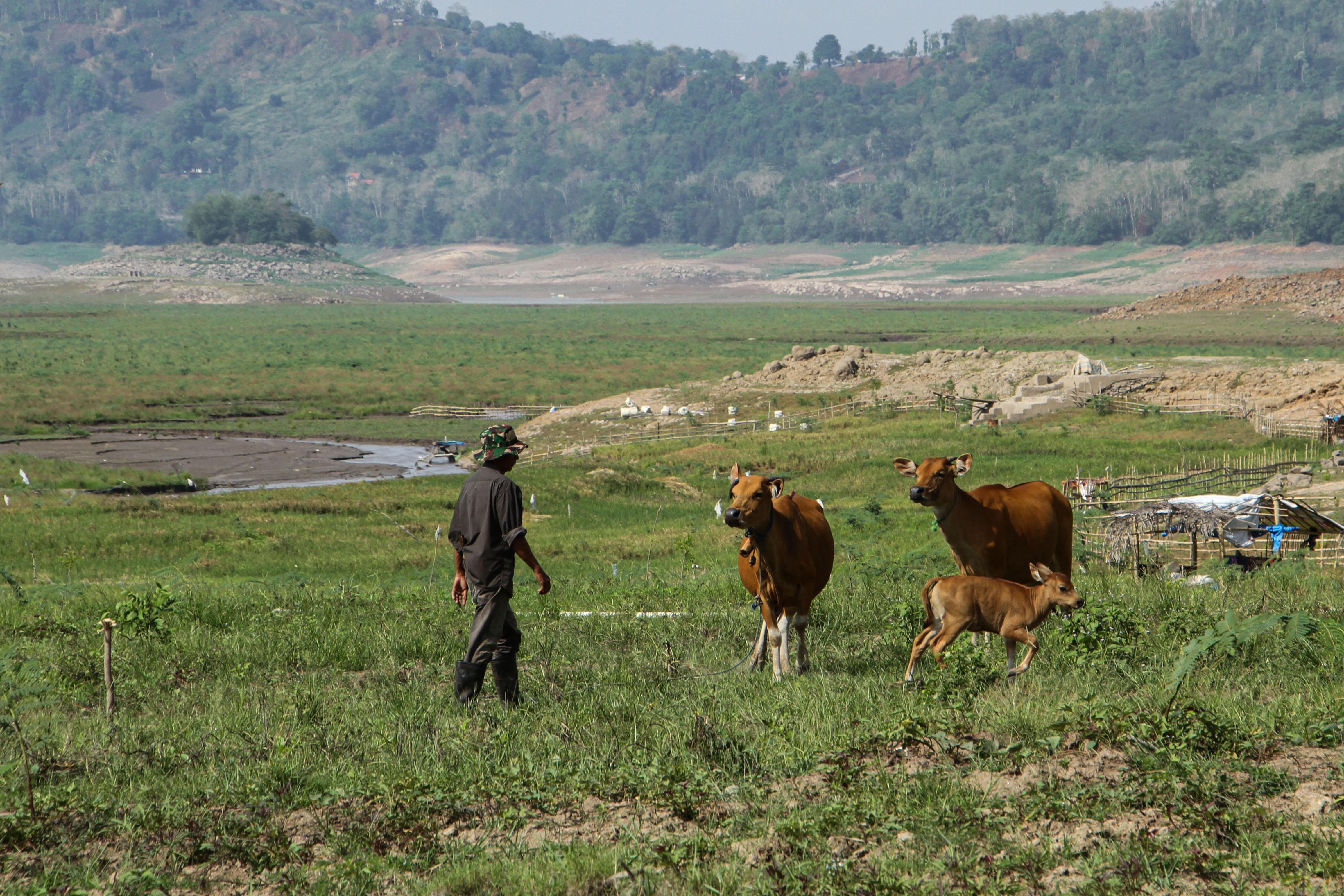 Warga menggemba hewan ternaknya di area genangan Waduk Bili-Bili yang mengering akibat kemarau di Kabupaten Gowa, Kamis (23/11/2023).