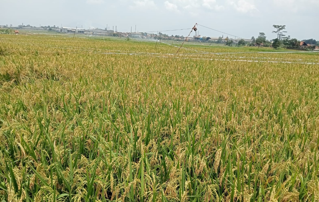 Pupuk bersubsidi ini akan dialirkan ke petani dengan berbagai komoditas.