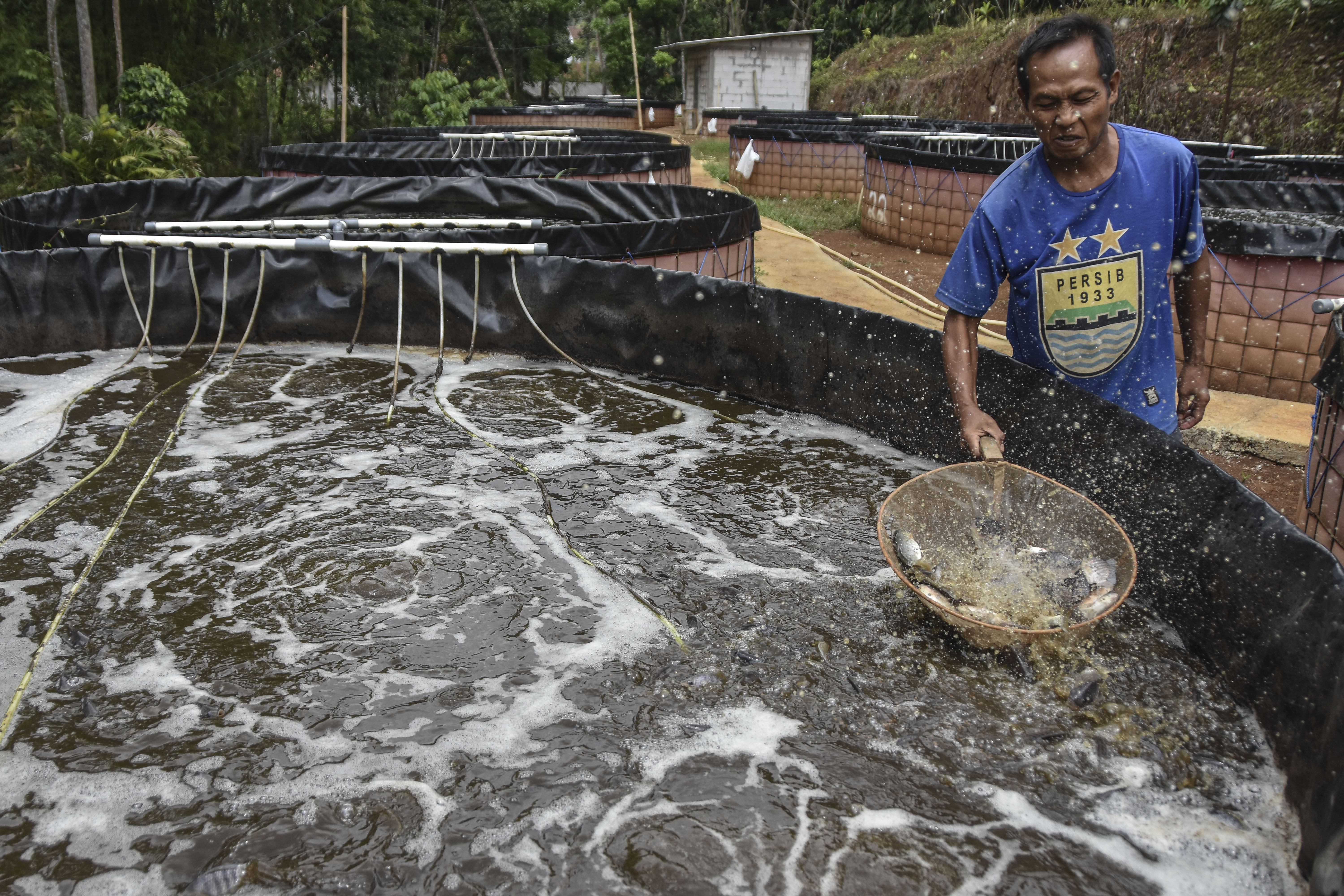 Budidaya ikan nila air tawar sistem bioflok di Desa Sukajadi, Kabupaten Ciamis, Jawa Barat.