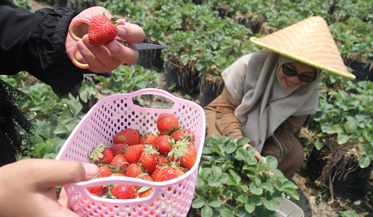 Wisatawan memetik stroberi di tempat wisata Lumbung Stroberi di Pandanrejo 
