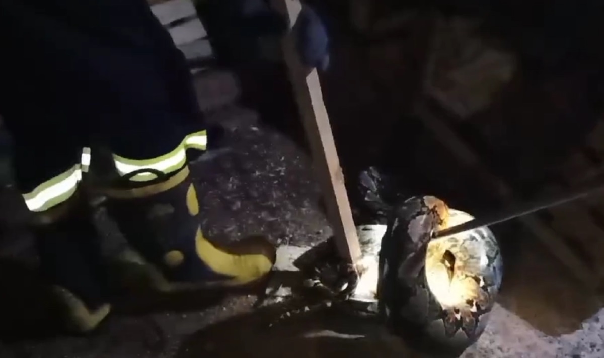 Petugas berusaha mengevakuasi ular piton.