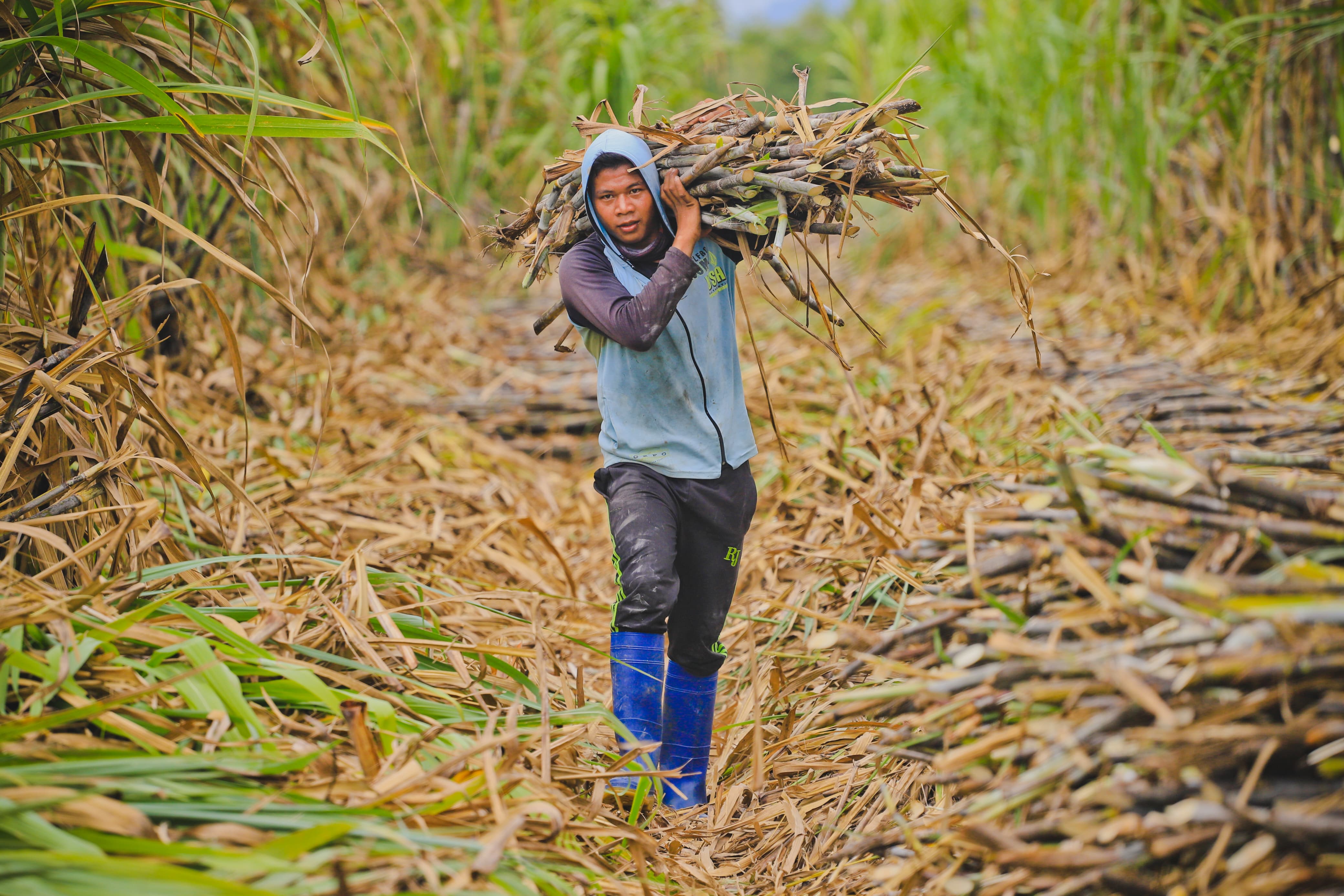 Petani mengangkut tebu.