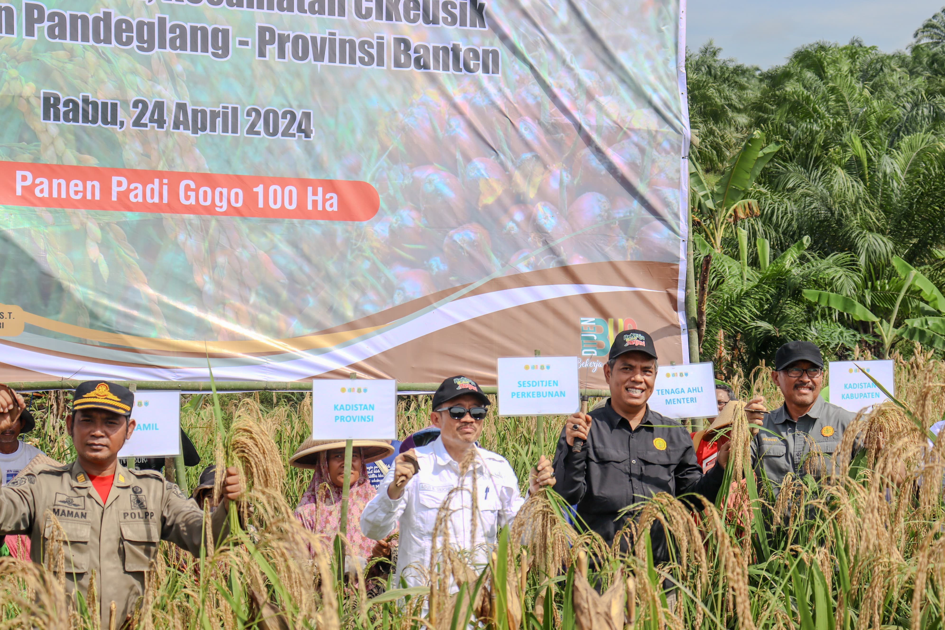  Petani Diuntungkan oleh Panen Ganda Kelapa Sawit dan Padi