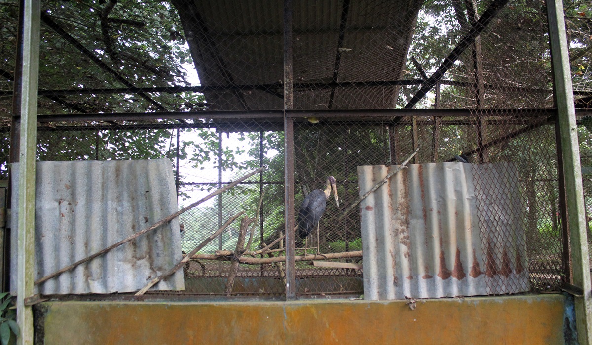 Seekor burung Bangau tongtong (Leptoptilos javanicus) berada di dalam kandang yang terbengkalai di kebun binatang Medan Zoo, Medan, Sumut.