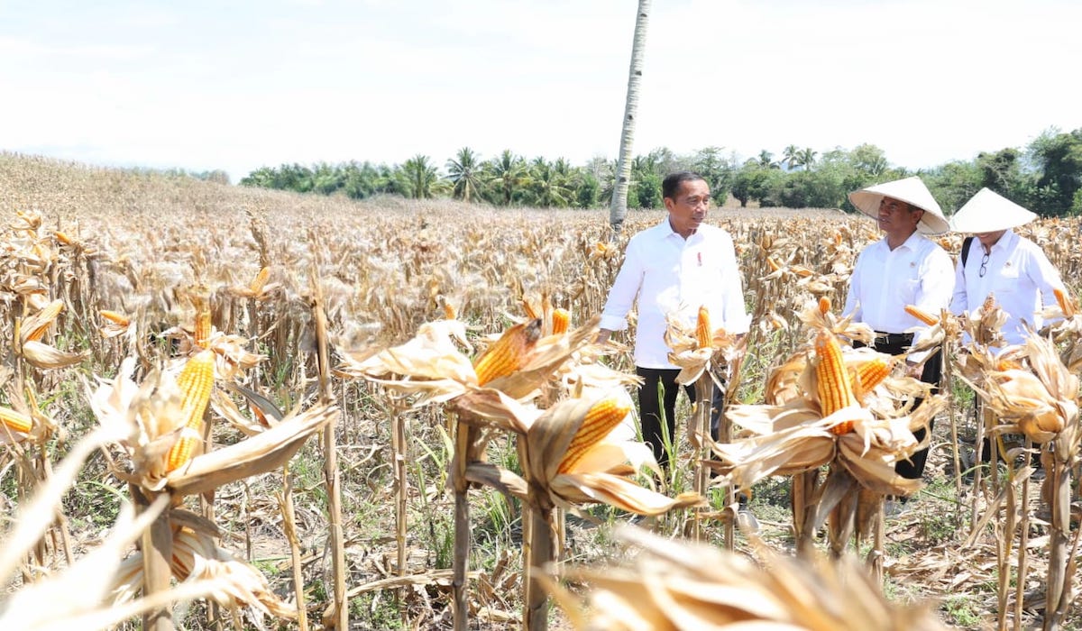 Presiden Jokowi dan Kementan tinjau panen raya lahan jagung di  Desa Kotaraja, Kecamatan Dulupi, Kabupaten Boalemo, Provinsi Gorontalo. 