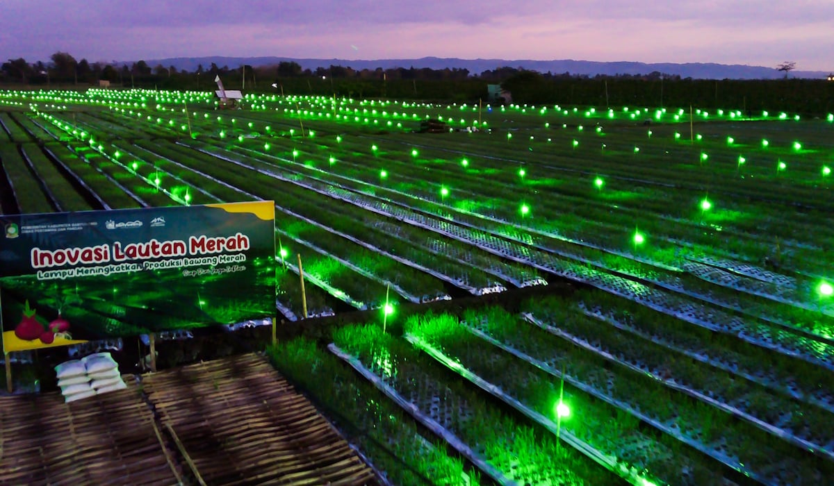 Ilustrasi: suasana lahan pertanian bawang merah yang disinari lampu hijau di Tegaldelimo, Bayuwangi, Jawa Timur