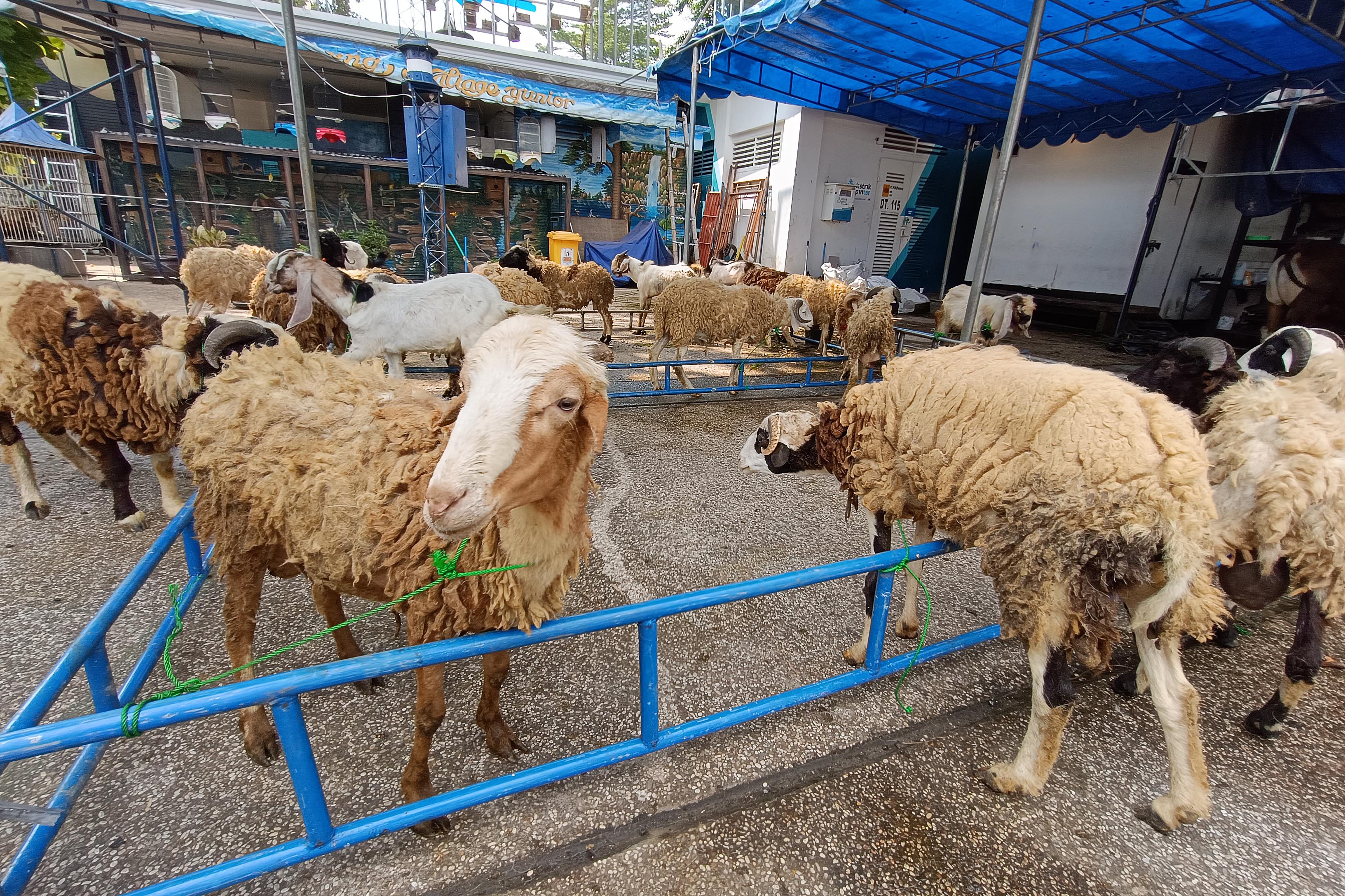 Pasokan Hewan Kurban di DKI capat 63 Ribu Ekor