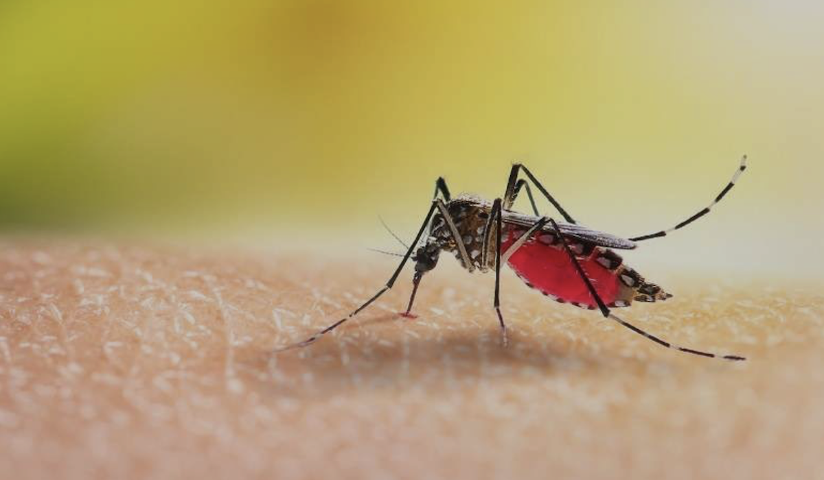 7 Langkah Mencegah agar Terhindar dari DBD