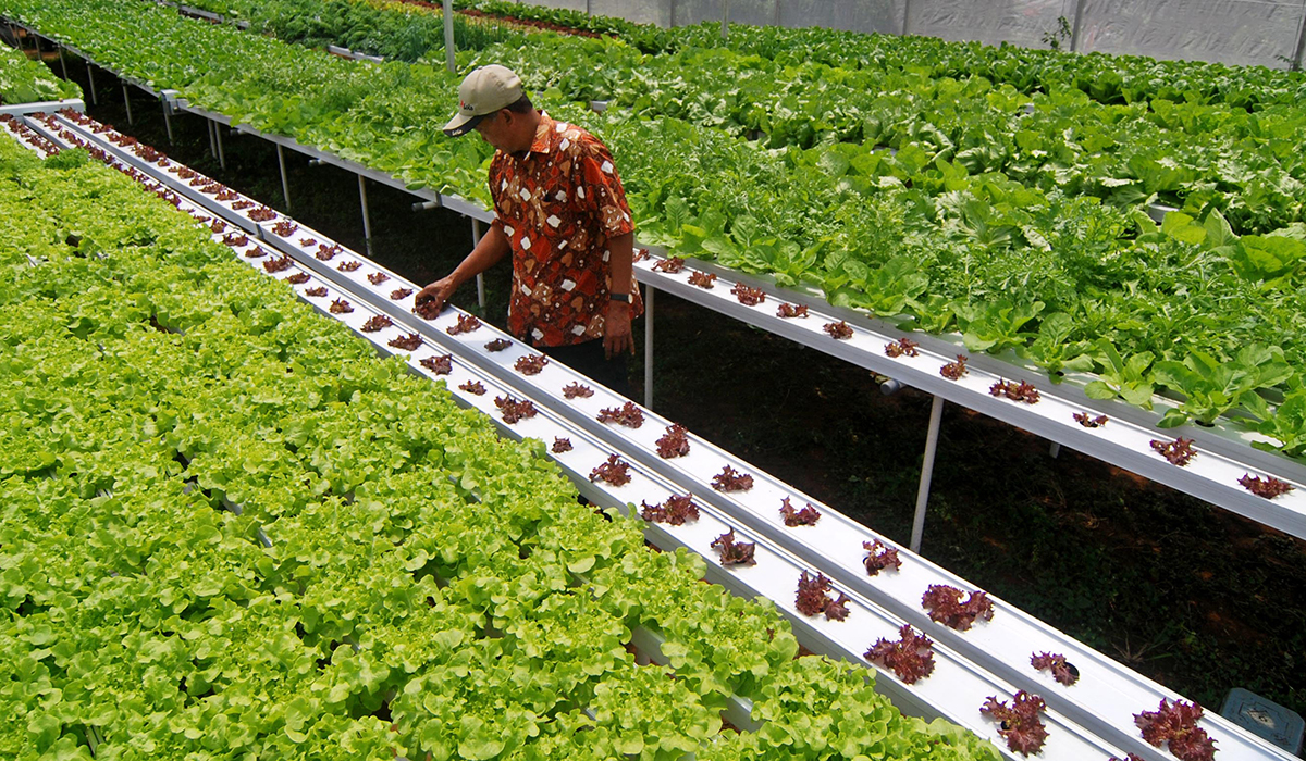 Yuk Ketahui 10 Manfaat Selada Air untuk Kesehatan