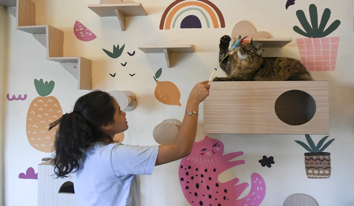 Pekerja mengajak kucing bermain di tempat jasa penitipan hewan Arnamir Hotel Kucing, Jakarta.
