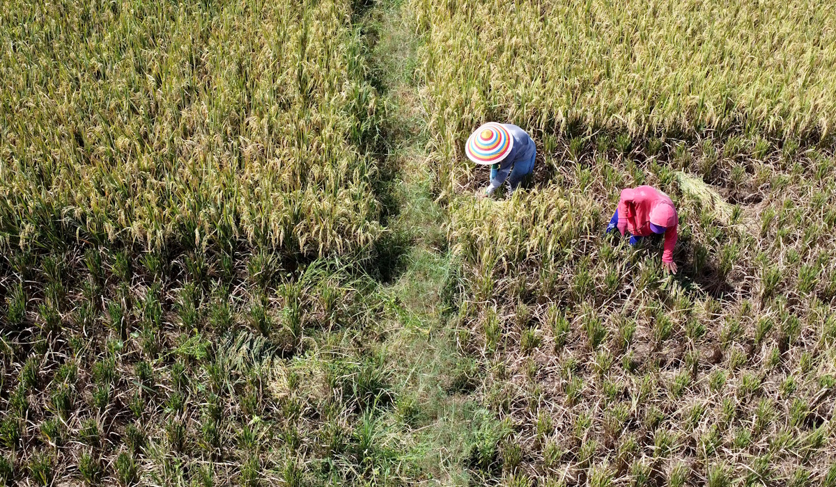 Ilustrasi: Petani memanen padi di areal persawahan Kecamatan Kabila, Kabupaten Bone Bolango, Gorontalo 