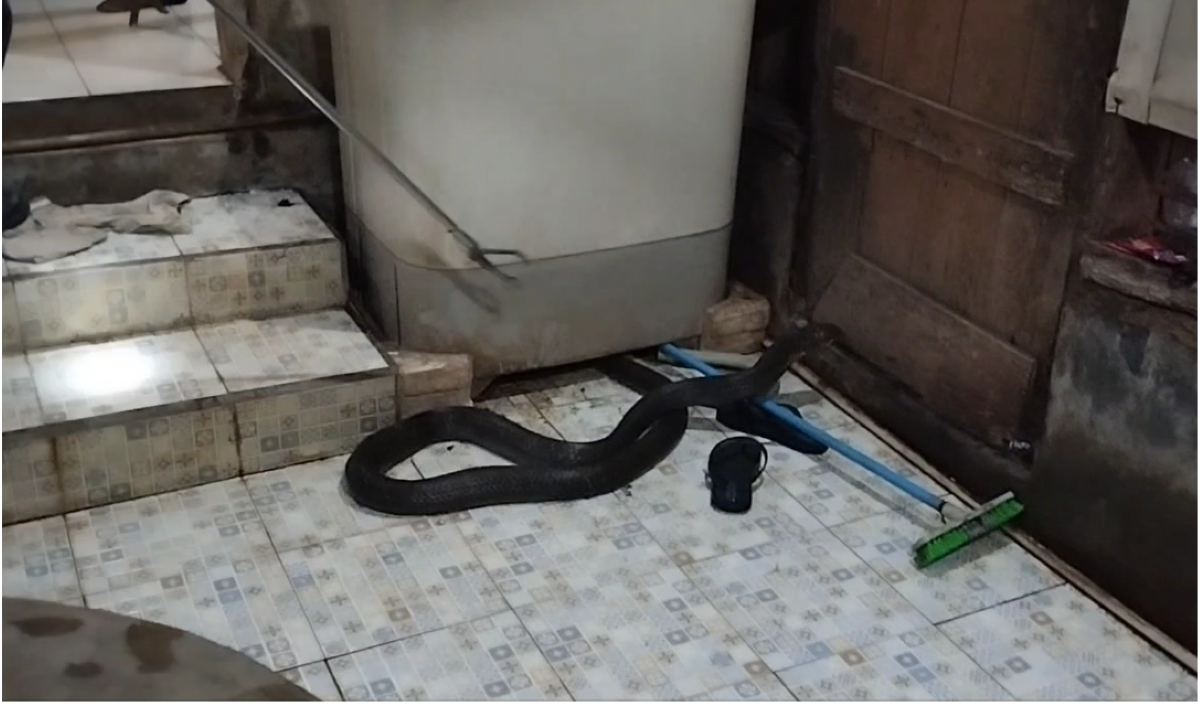 Ular king kobra bersembunyi di bawah mesin cuci.