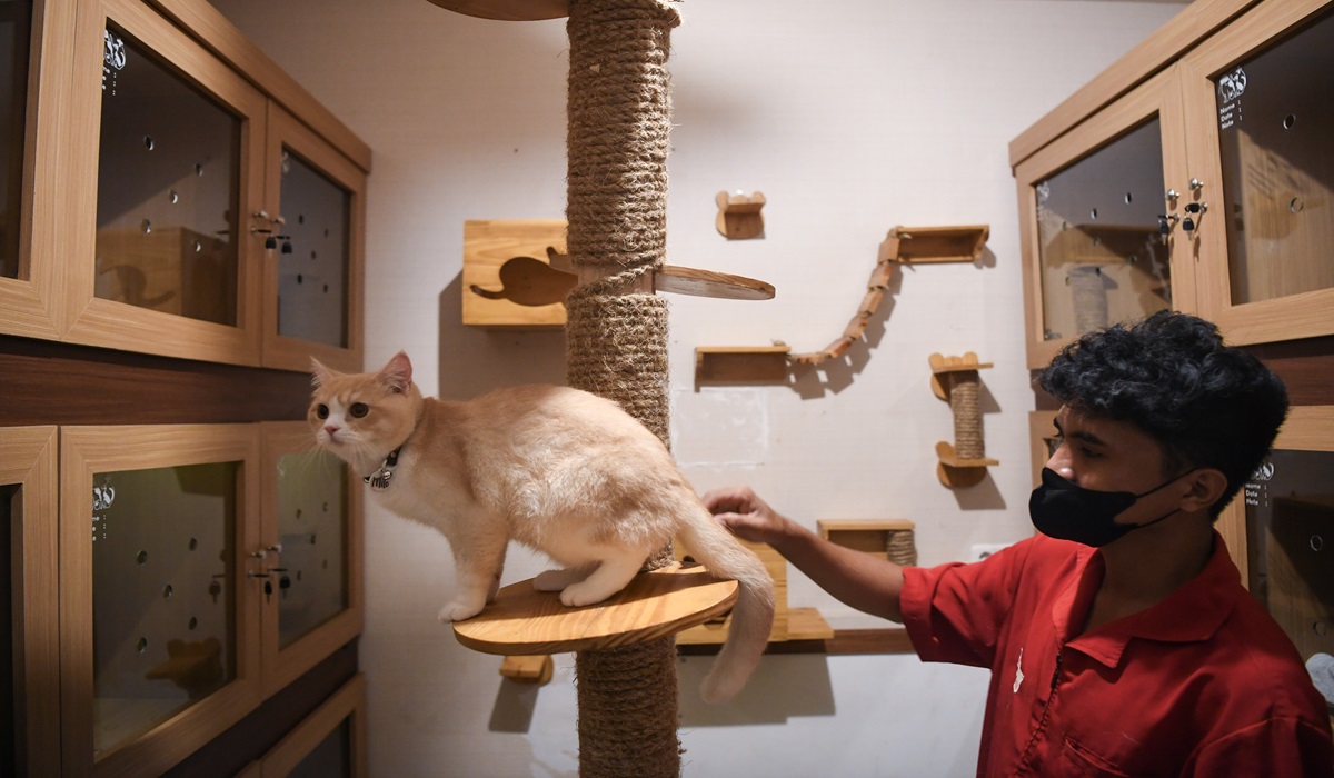 Ingin Titipkan Anabul Anda Saat Mudik? Pastikan Kondisinya Sehat