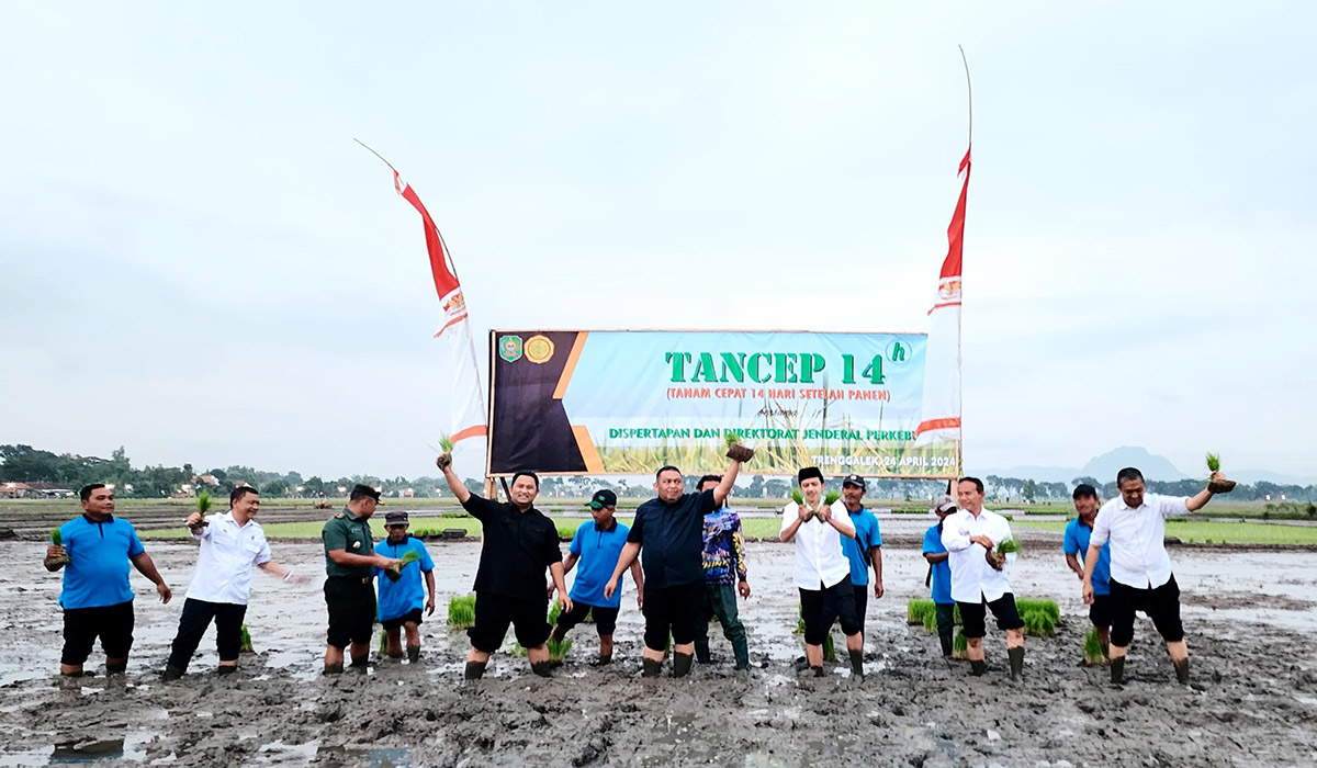 Kegiatan pompanisasi, olah tanah, dan tanam padi.