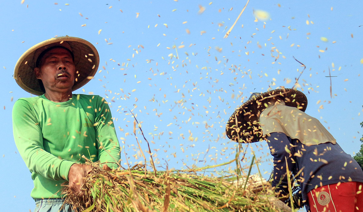 Petani memisahkan padi dari tangkainya secara tradisional di persaawahan kawasan Jonggol, Kabupaten Bogor, Jawa Barat, Kamis (30/6/2022).