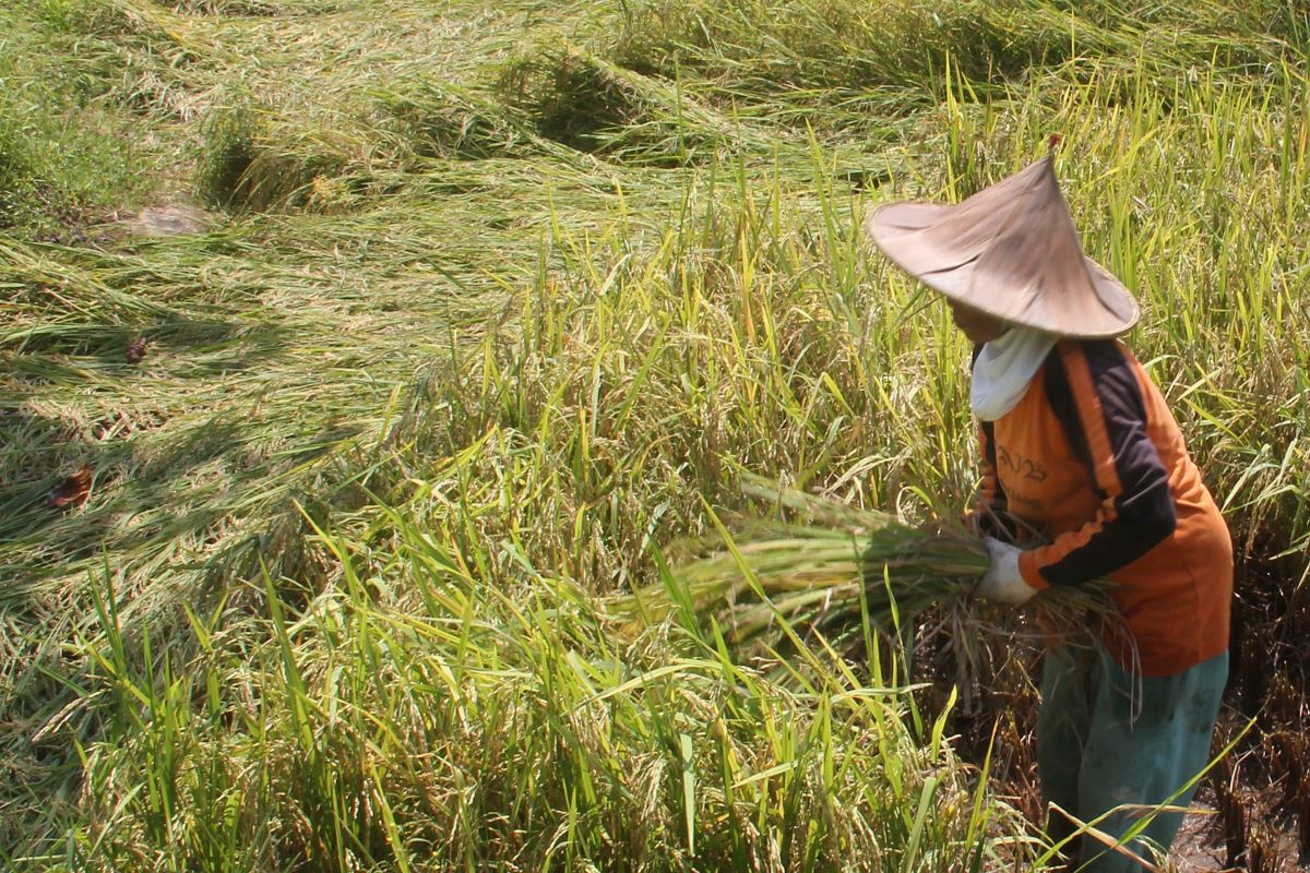 Kementan dan Pemprov Banten Kembangkan Padi Varietas Biosalin untuk Pesisir