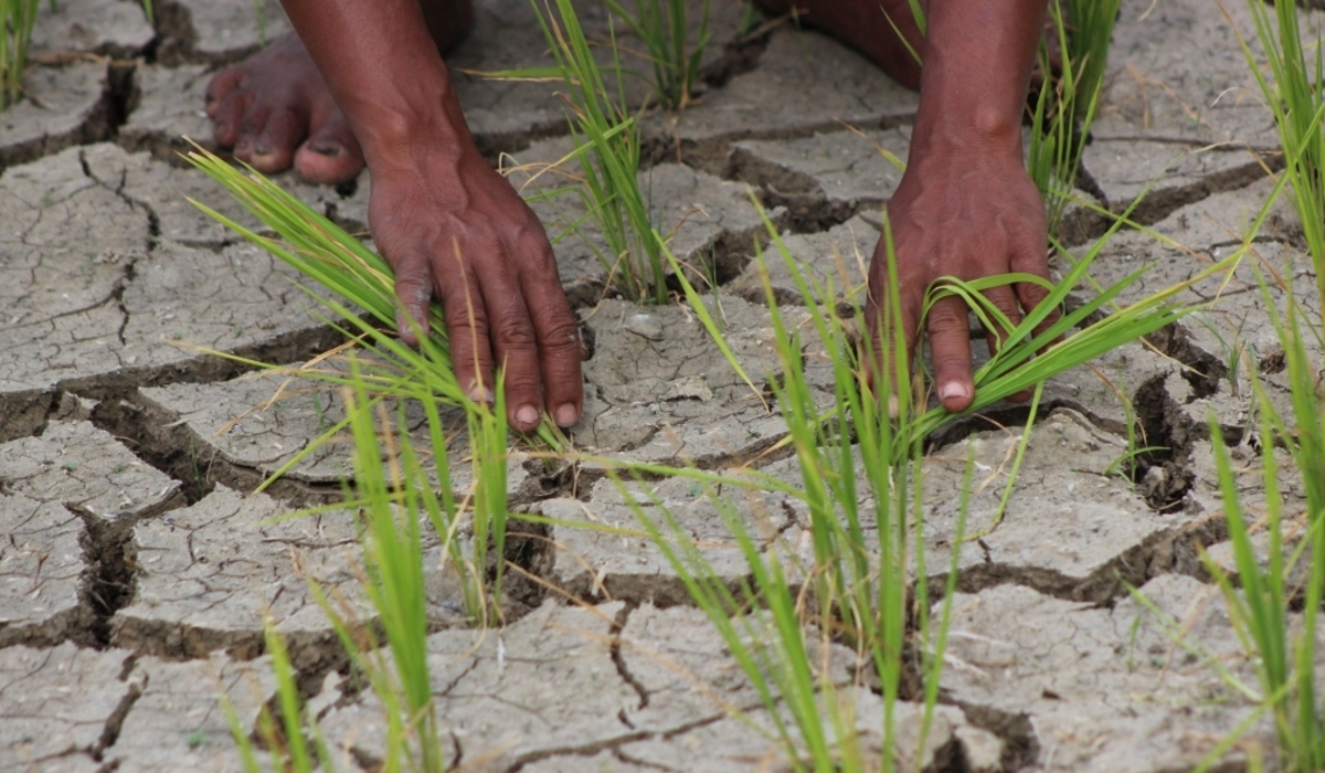 Ilustrasi lahan kritis.