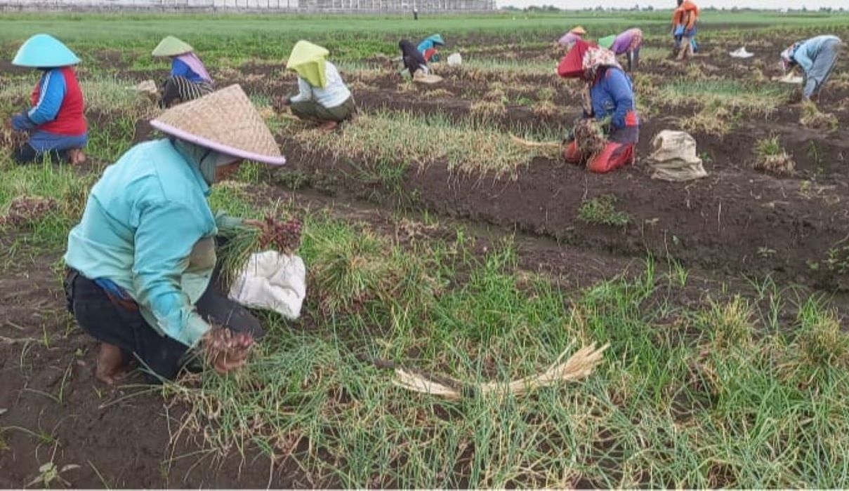 Ibu-ibu buruh tani sedang memanen bawang merah di Kelurahan Pasarbatang, Kecamatan Brebes, Kabupaten Brebes.