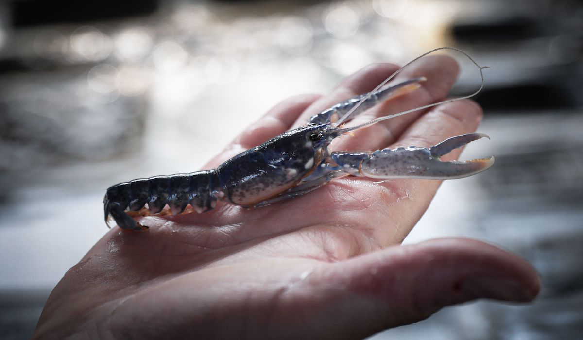 Ekspor benih lobster