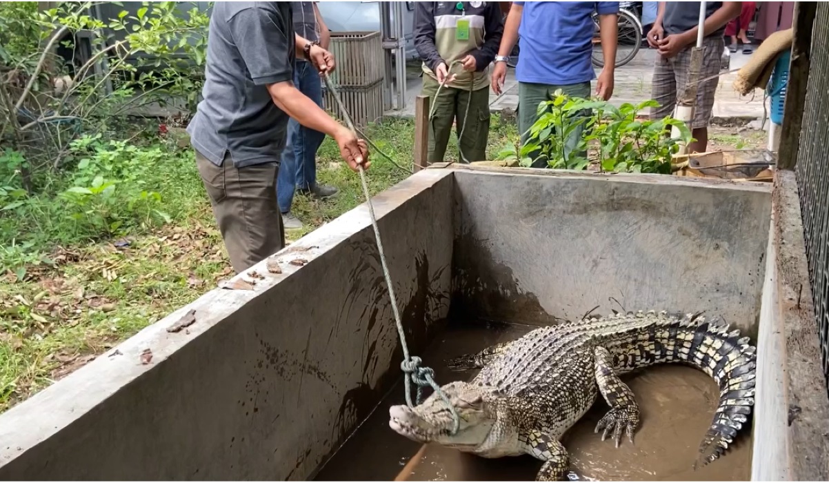 Buaya yang dievakuasi petugas.