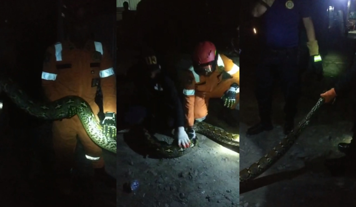 Ular piton sepanjang 5 meter yang dievakuasi dari rumah warga, di Pirang, Sulsel.