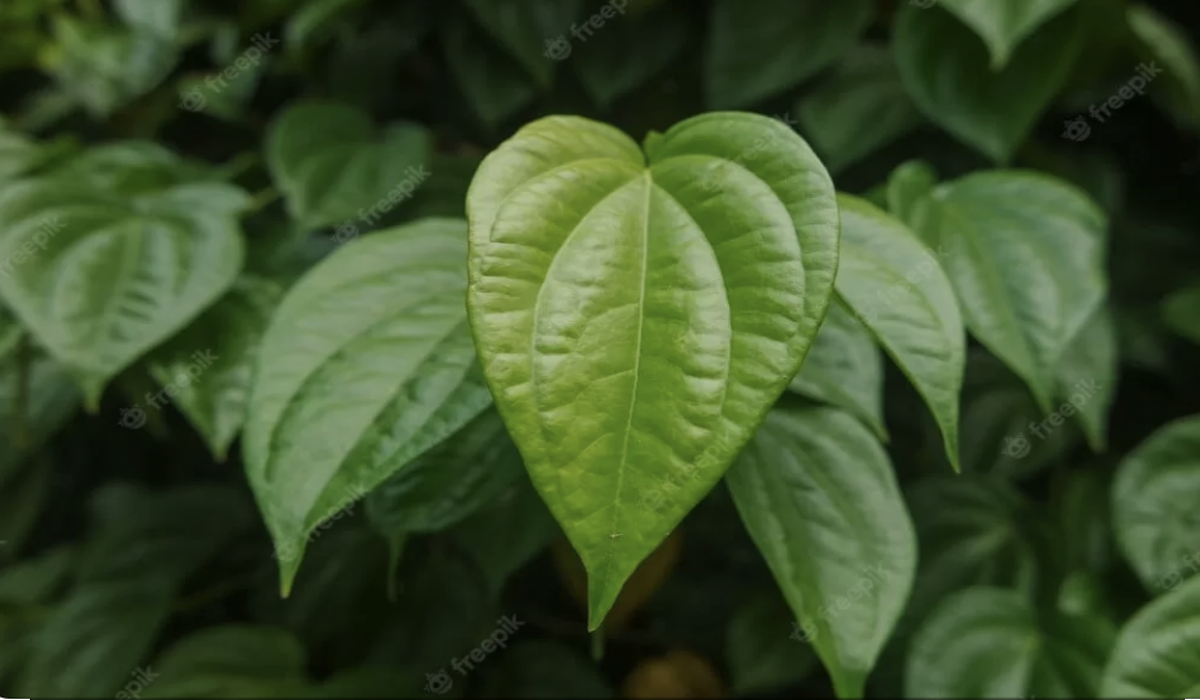 Manfaat daun sirih dan cara mengolahnya