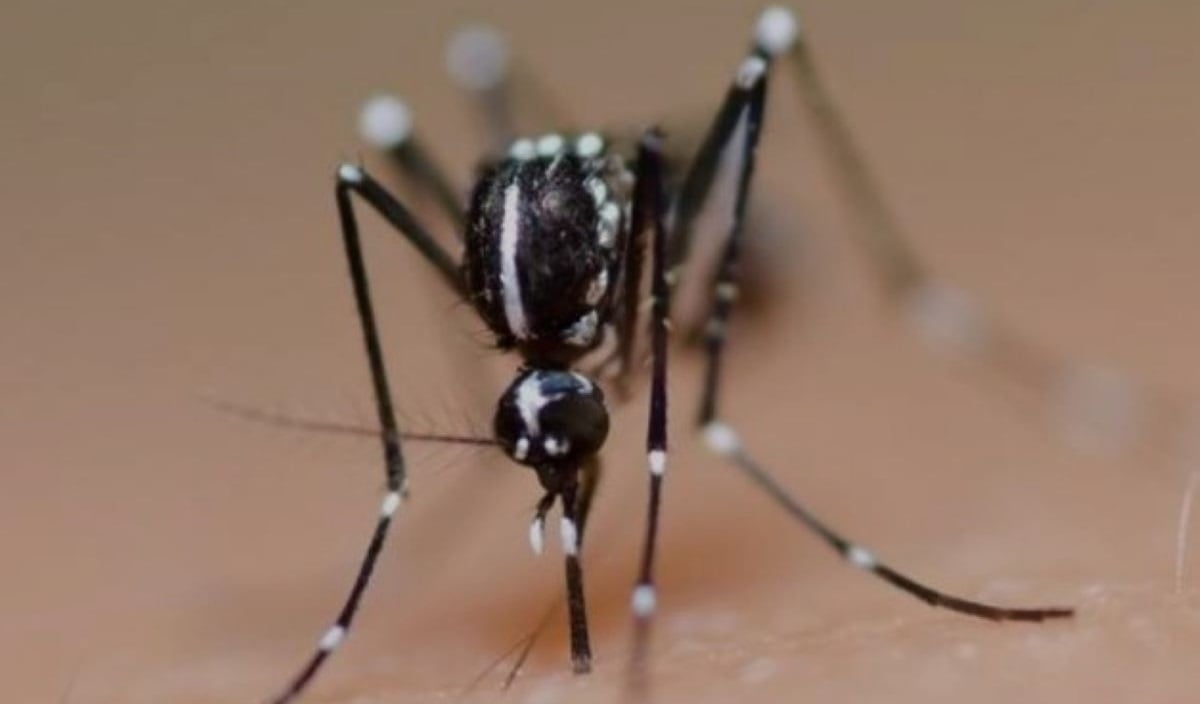 Ilustrasi nyamuk Aedes aegypti penyebab demam berdarah.