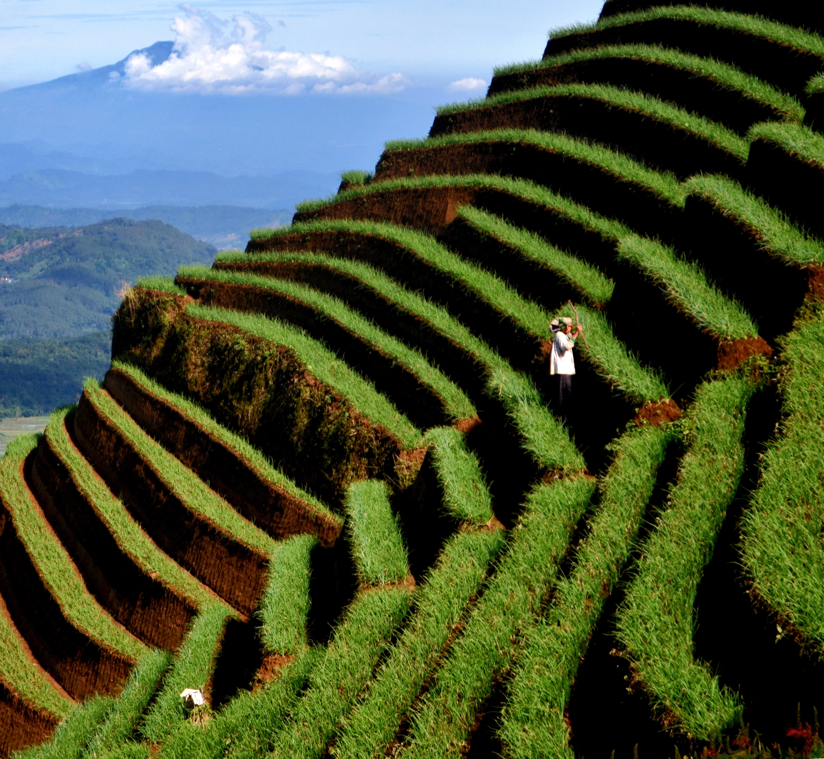  Petani merawata tanaman bawang di lahan pertanian Panyaweuyan, Desa Argamukti, Argapura, Kabupaten Majalengka