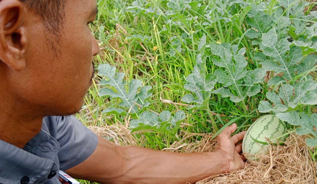 Hasbi sedang beraktivitas di lahan semangka, kawasan Desa Ceurih Keupula, Kecamatan Delima, Kabupaten Pidie, Aceh.