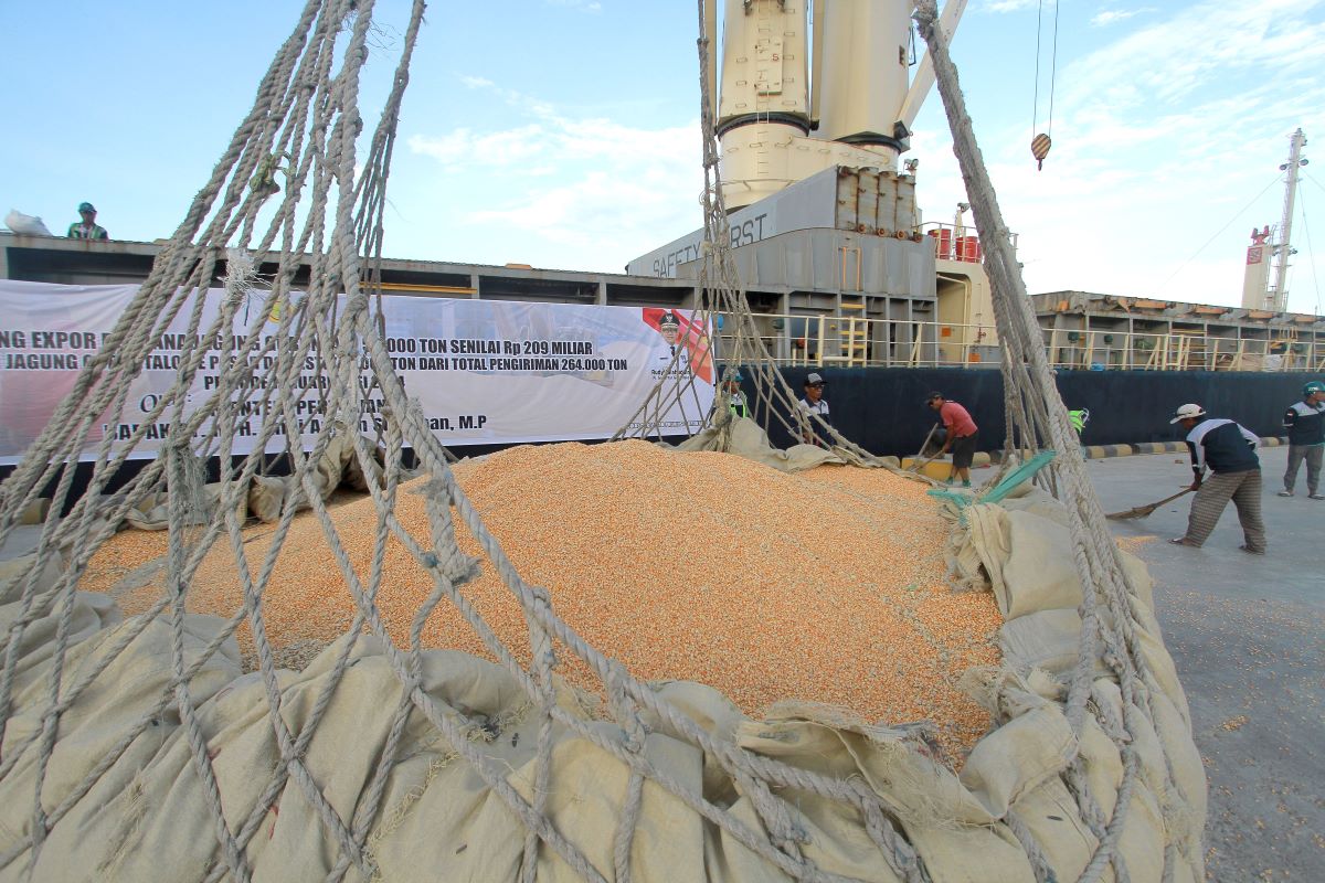 Pekerja menyiapkan jagung untuk diangkut ke atas kapal di Pelabuhan Anggrek, Kabupaten Gorontalo Utara, Gorontalo.