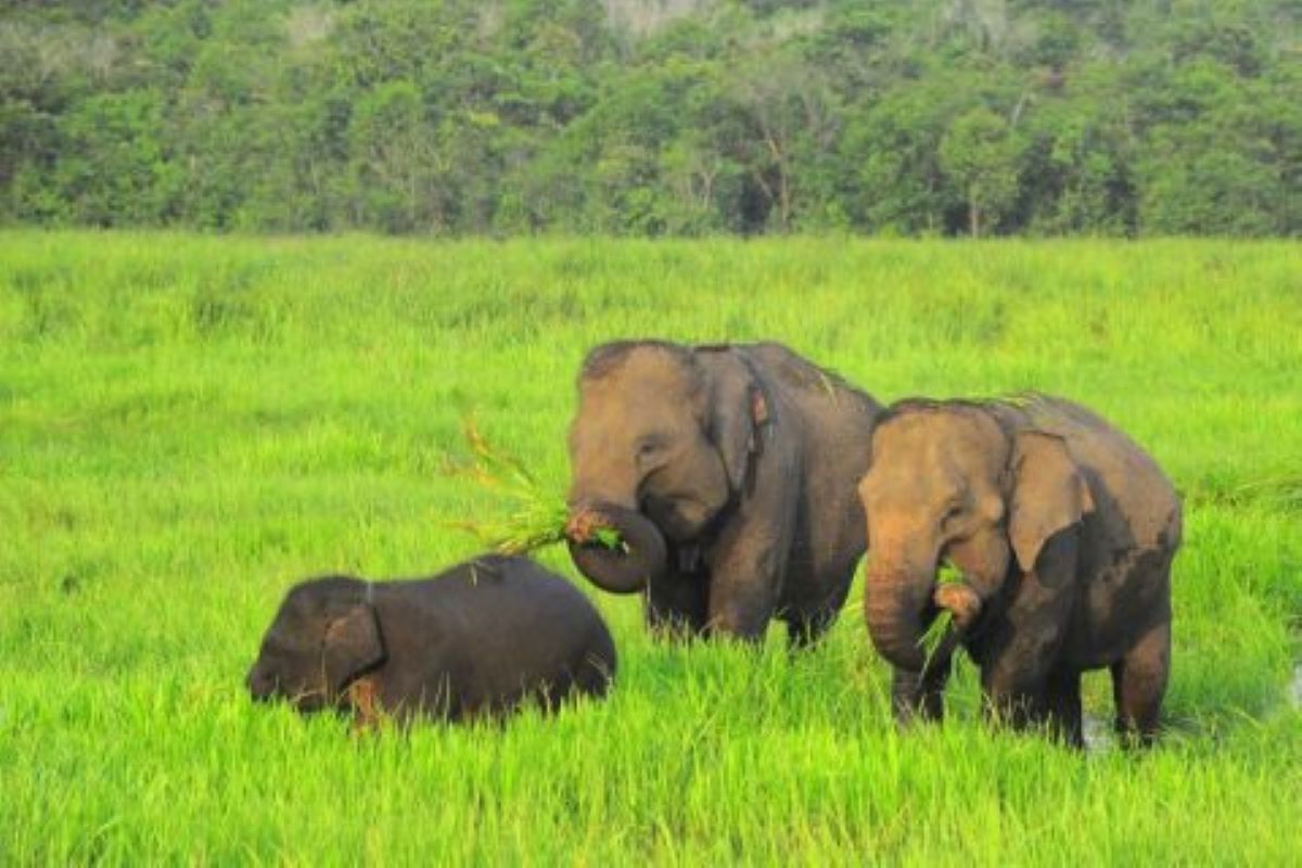 Kawanan gajah sedang makan di Taman Nasional Way Kambas.
