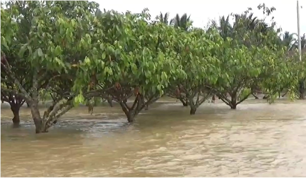 Kebun kakao yang terendam banjir.