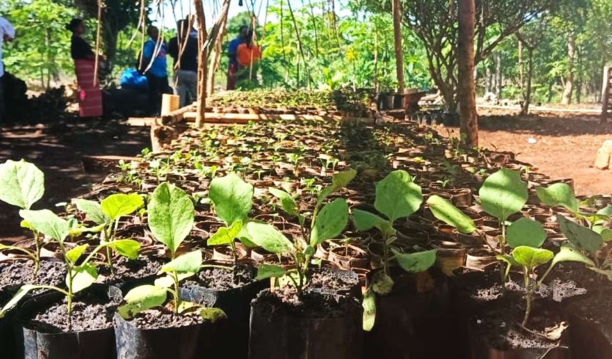 Benih tanaman hortikultura disiapkan petani di Desa Noibila, Kecamatan Mollo Selatan, Timor Tengah Selatan (TTS), Nusa Tenggara Timur.