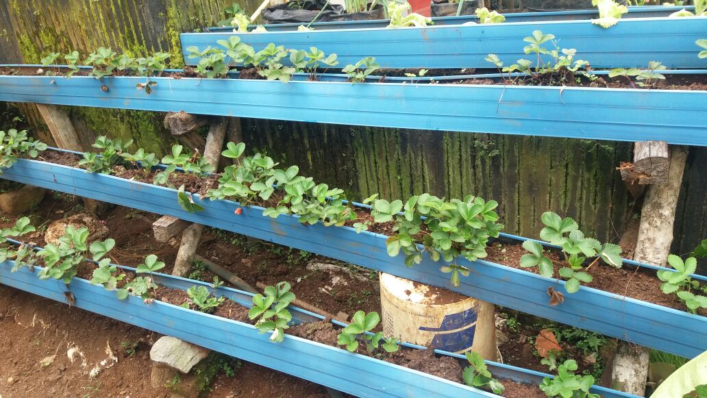 Penanaman sayuran di pekarangan rumah menjadi salah satu solusi atasi kemiskinan dan stunting