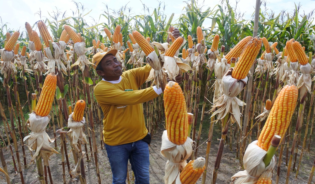 Seorang petani memanen jagung hibrida bioteknologi NK Pendekar Sakti di lahan Agrotechnopark, Universitas Jember, Jawa Timur.