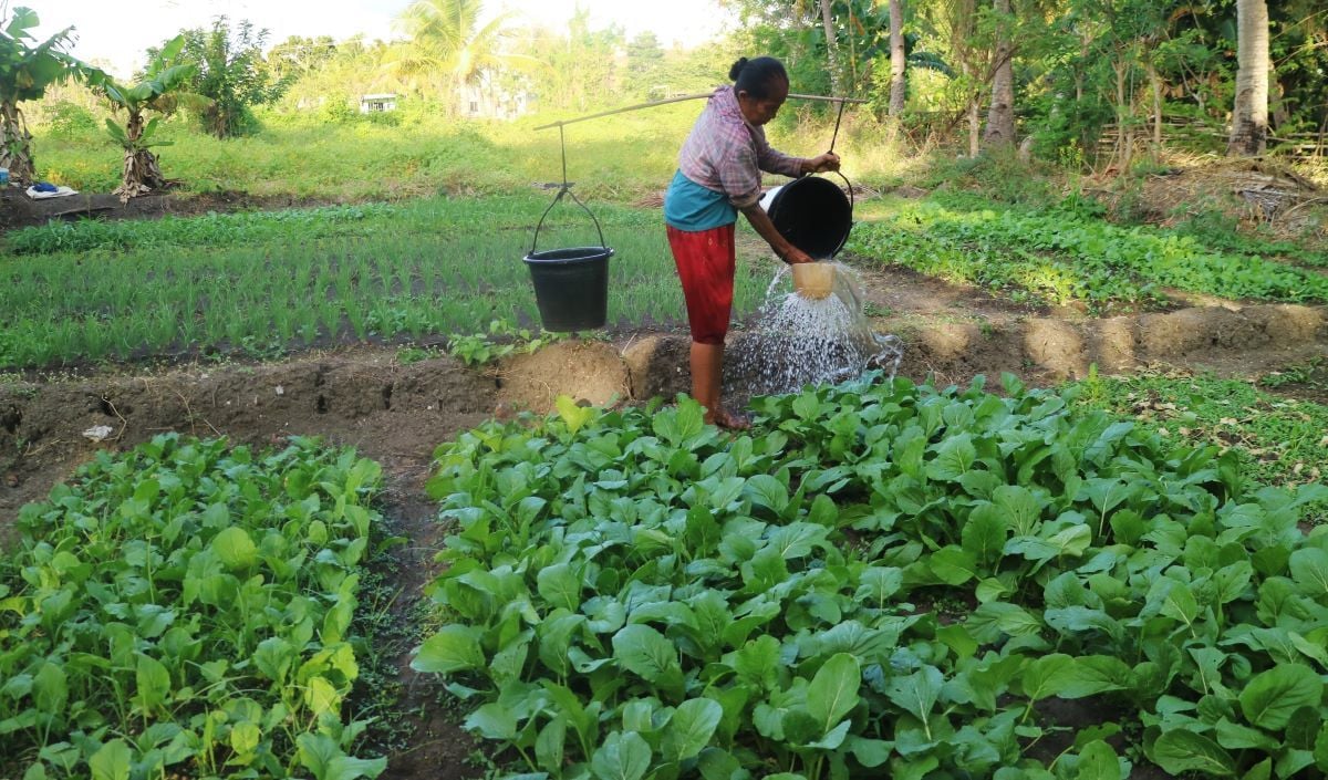 Petani menyiram sayur memanfaatkan air dari Mata Air Oesamboka di Desa Persiapan Lelain, Kecamatan Lobalain, Kabupaten Rote Ndao, NTT.