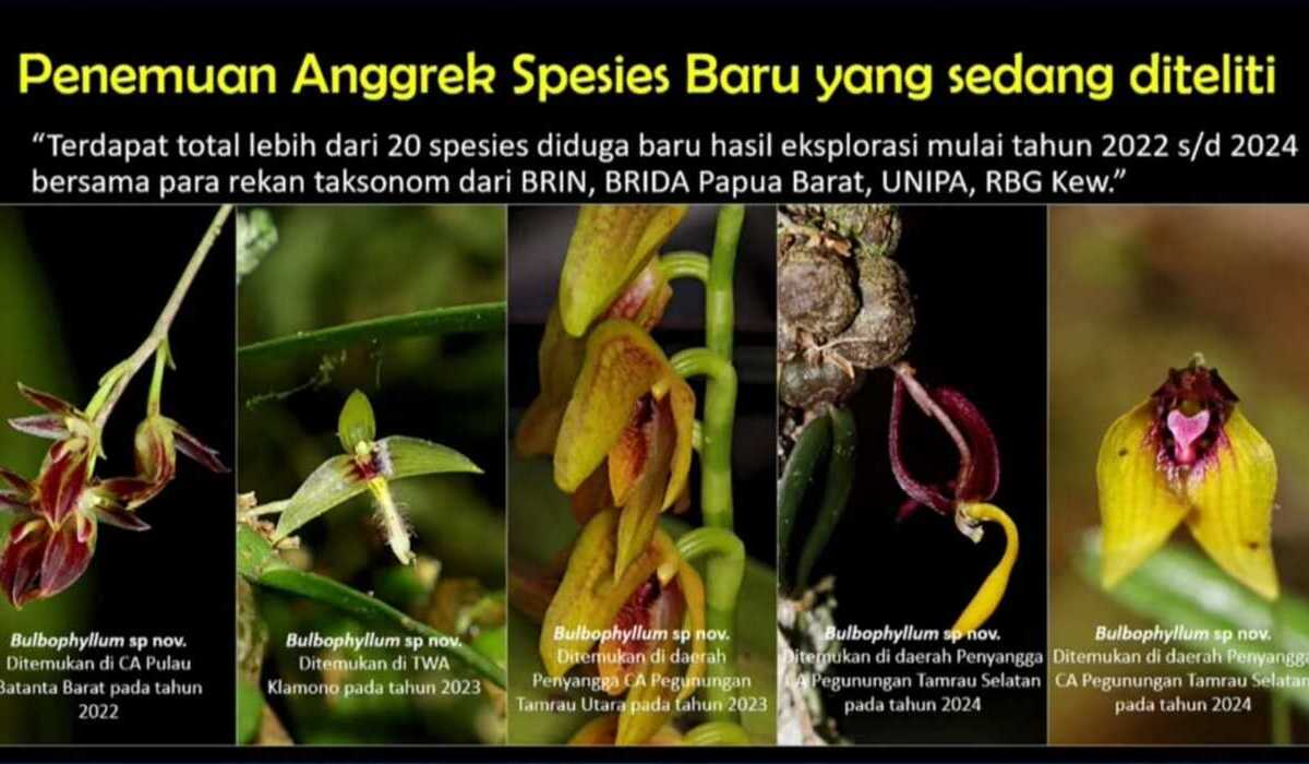 Lima dari 23 jenis spesies anggrek baru yang ditemukan di Papua Barat.