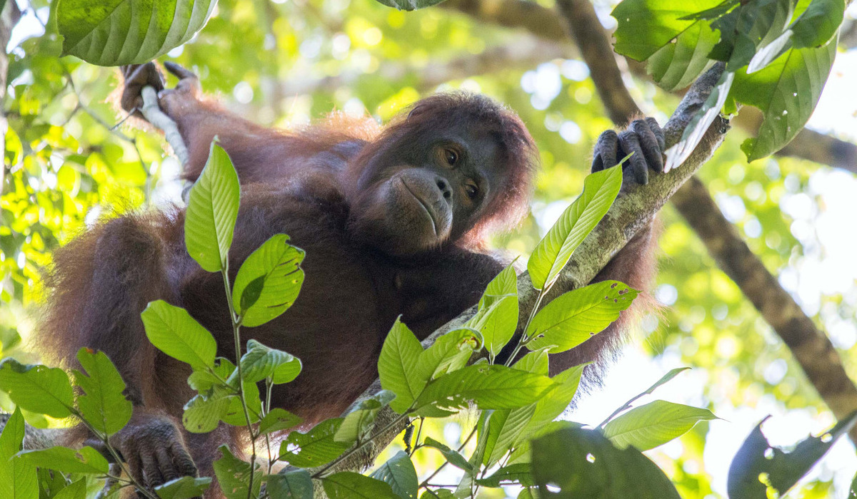 Orang Utan memanjat pohon saat dilepasliarkan di Hutan Lindung Gunung Tarak, Kabupaten Ketapang, Kalimantan Barat.