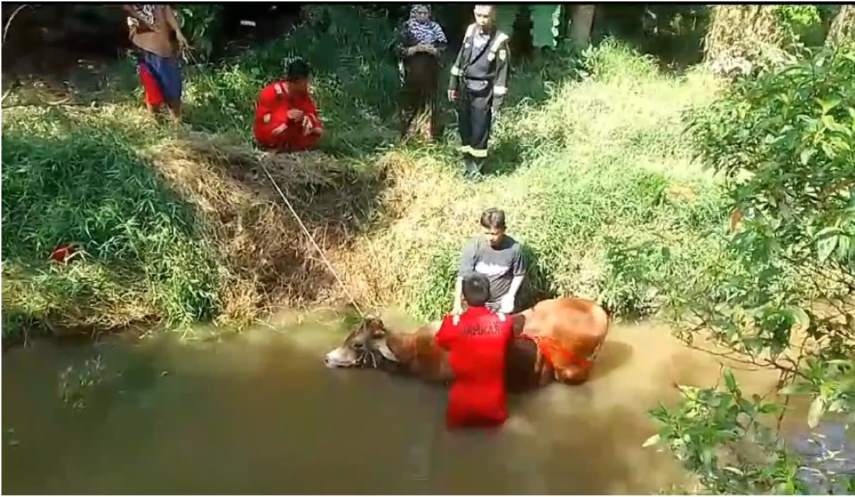 Petugas damkar mengangkat sapi yang terperosok ke sungai.